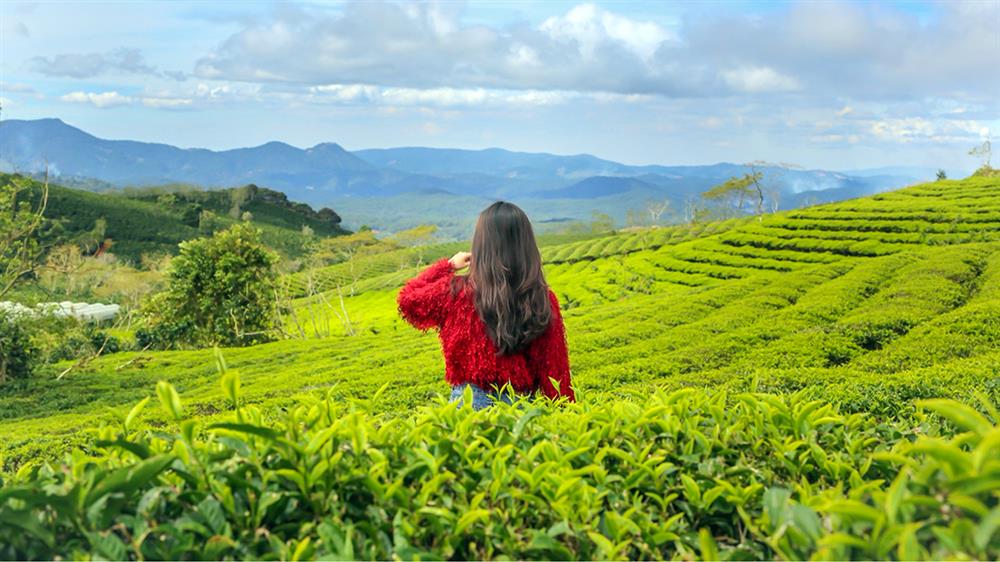 Đồi chè Cầu Đất - Nông trại trà hơn 100 tuổi tại Đà Lạt
