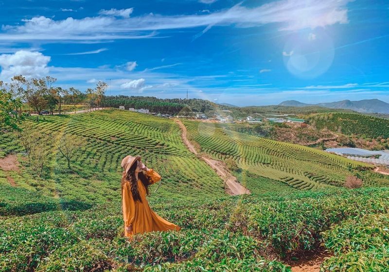 Đồi chè Cầu Đất