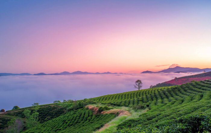 Đồi chè Cầu Đất