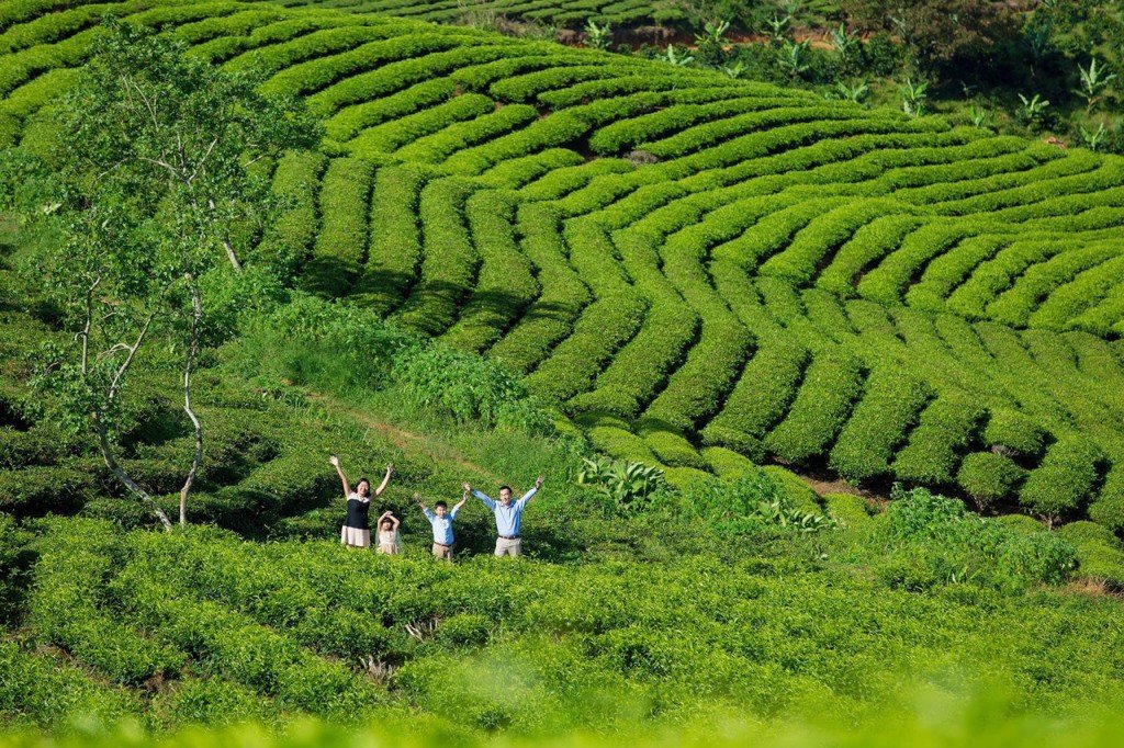 Đồi chè Cầu Đất hiện vẫn có khoảng hơn 200 ha trà