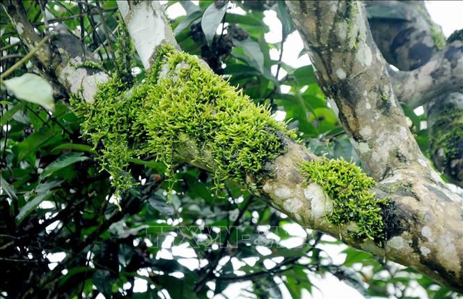 Cây chè Shan Tuyết cổ thụ có tuổi đời vài trăm năm ở xã Tô Múa, huyện Vân Hồ, tỉnh Sơn La.