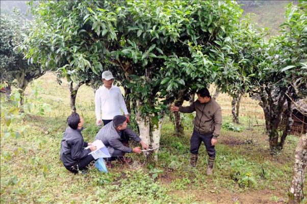 Trong quần thể khoảng hơn 2.000 cây chè cổ thụ, Đoàn khảo sát đã lựa chọn 105 cây đủ điều kiện công nhận “Cây Di sản Việt Nam”.