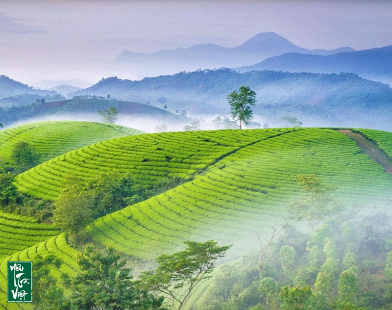 Phương pháp vun trứng gà cho cây chè đã mang lại hiệu quả cao cho nông dân
