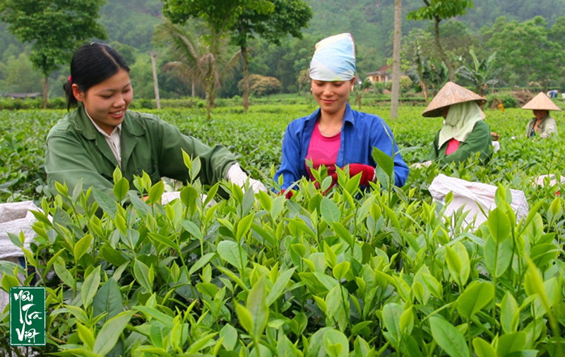 Nông dân tiếp tục sáng tạo đem lại giá trị cho cây chè