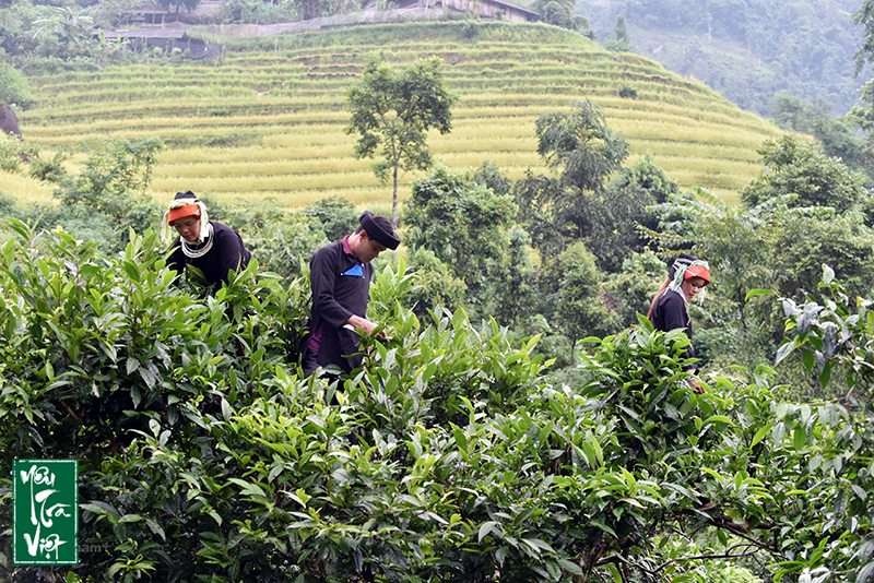 Trà Shan tuyết cổ thụ Cao Bồ (Hà Giang)