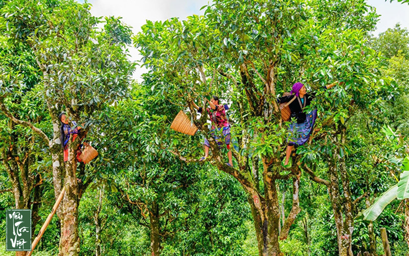 Vùng chè cổ thụ Tủa Chùa tỉnh Điện Biên