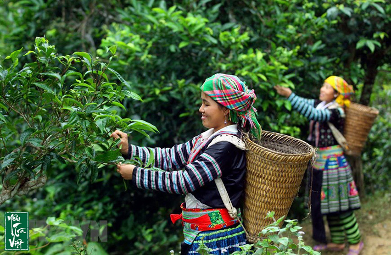 Cây chè cổ sinh trưởng tự nhiên nhờ thiên nhiên đất trời 