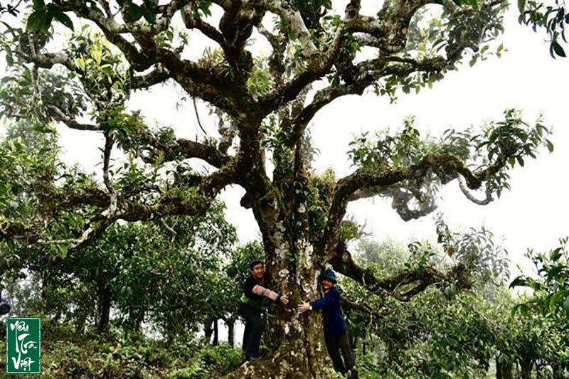 Trà Shan tuyết cổ thụ trở thành nguồn thu nhập chính của đồng bào Tây Côn Lĩnh 