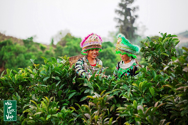 Cây chè Shan tuyết cổ thụ