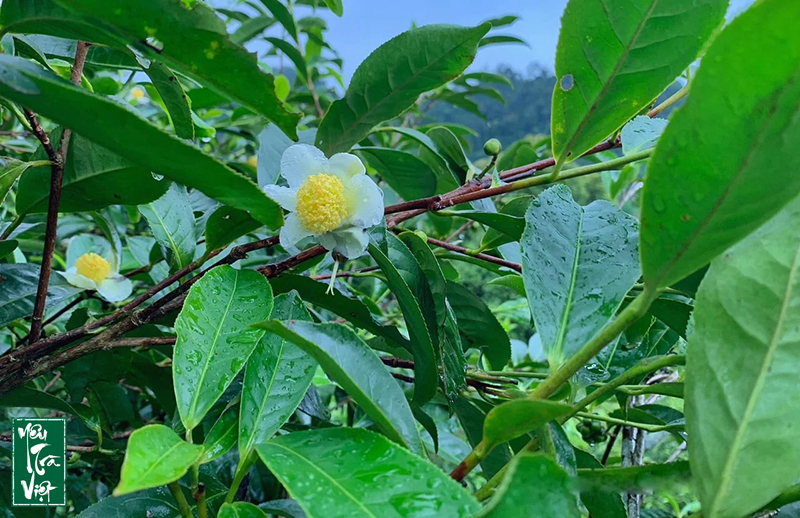 Trà Shan tuyết nổi tiếng với độ sạch và an toàn