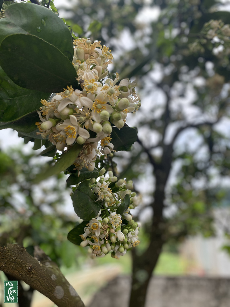 Hương bưởi nồng nàn mà quyến rũ mọi giác quan 
