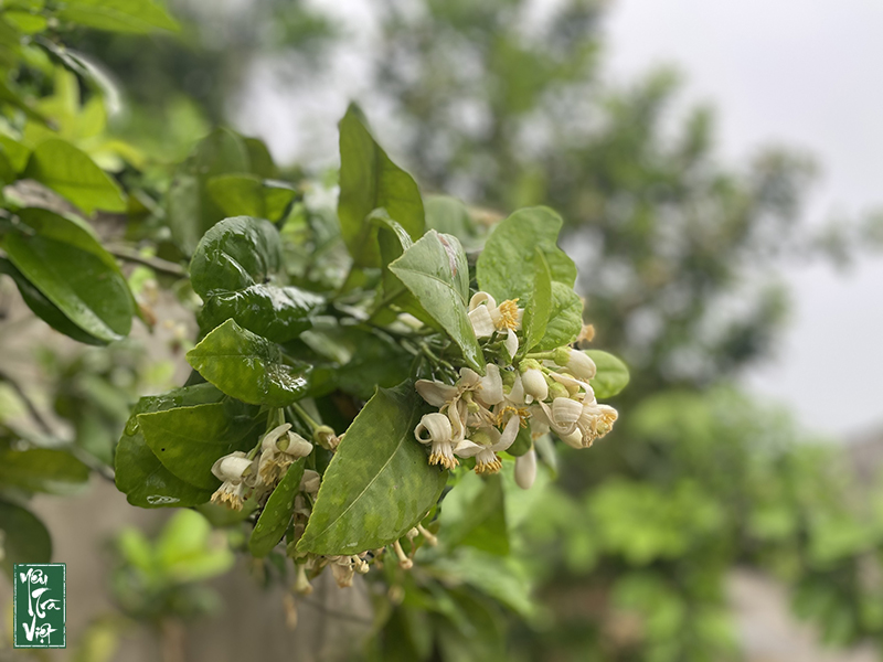 Những hàng hoa bưởi tỏa nhát hương thơm 