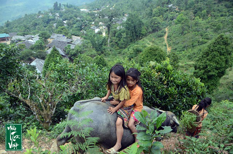 Cây chè gắn liền với đời sống của người dân nơi đây