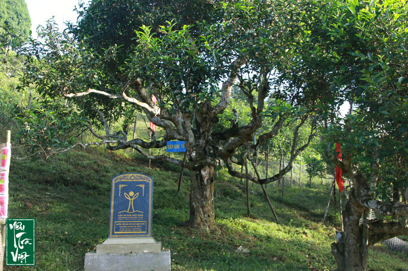Cây chè tổ Suối Giàng