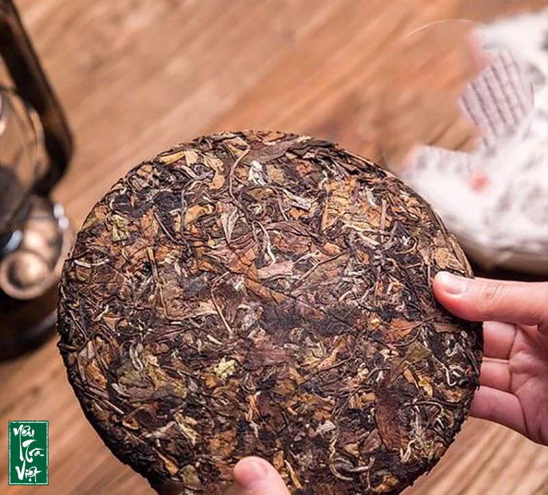 Giống cây chè tạo nên hương thơm đặc biệt