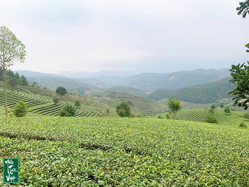 Đồi chè Bản Bo - Tam Đường 