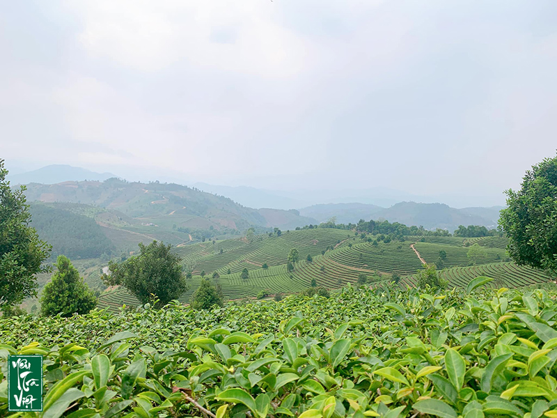 Thăm quan đồi chè Bản Bo