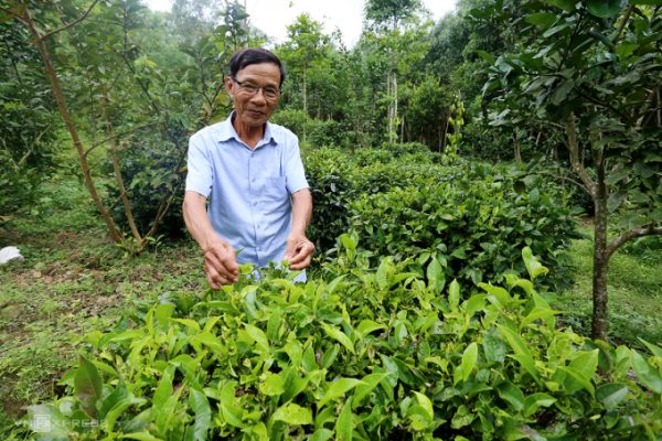 Ông Nguyễn Văn Hùng bên cây chè thời Pháp còn sót lại trong vườn. Ảnh: Sơn Thủy