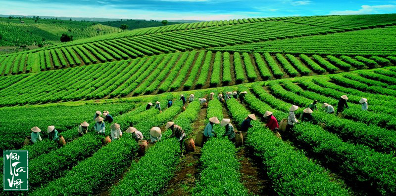 Cây Chè và sự biến đổi khí hậu