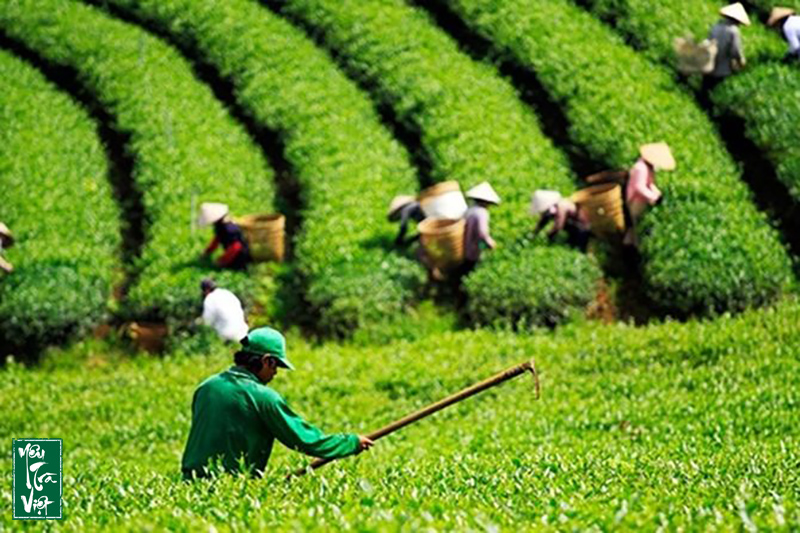 Vùng đất Bảo Lộc, Lâm Đồng được xem là cái nôi giúp ngành chè phương Nam phát triển mạnh mẽ