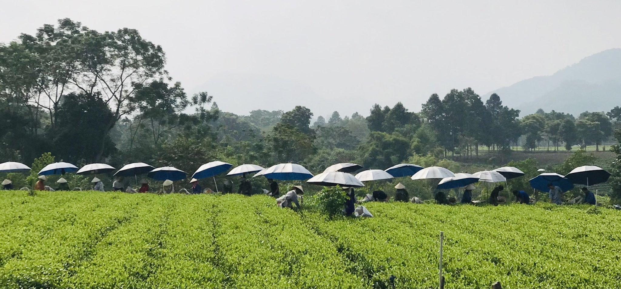HATHAITEA VIETNAM hướng tới – bảo tồn nền văn hóa văn minh Trà Việt,