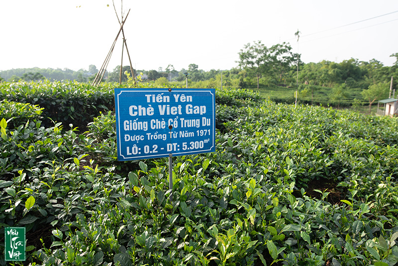 Khu vực đồi chè du lịch trải nghiệm tại HTX Chè Tiến Yên