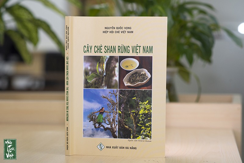 Cây chè Shan rừng Việt Nam