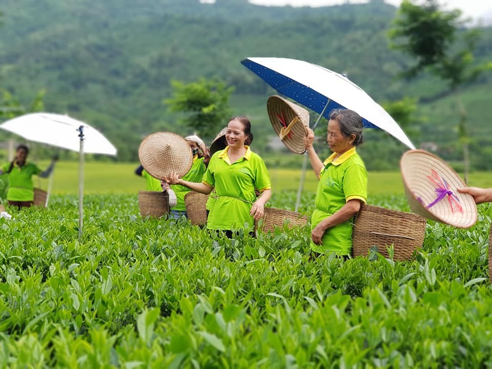 Bà Nguyễn Thị Hải Chủ tịch HĐQT - Giám đốc HTX cùng bà con đang thu hái chè