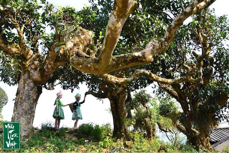 Những cây chè Shan tuyết cổ thụ hàng trăm năm tuổi ở Tà Xùa