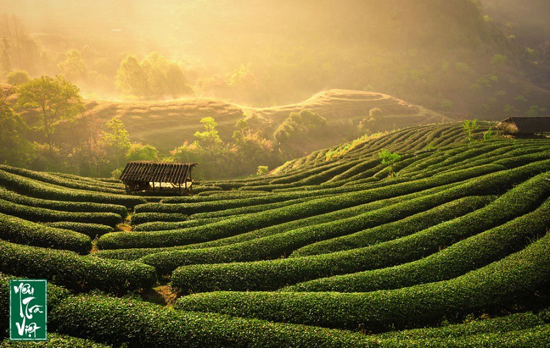 Thái Nguyên nằm ở vị trí khá thuận lợi cho sự phát triển nông nghiệp, đặc biệt là cây chè trung du