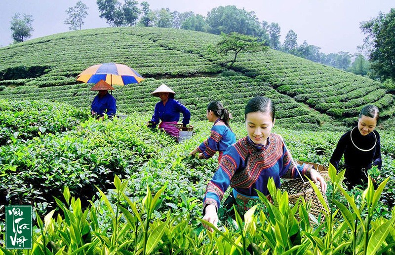 Hoạt động trải nghiệm văn hóa trà đã được hình thành và xây dựng rất phong phú đa dạng