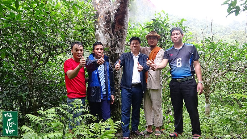 Tham quan rừng chè cổ tại Xã Cao Bồ, Huyện Vị Xuyên, Hà Giang