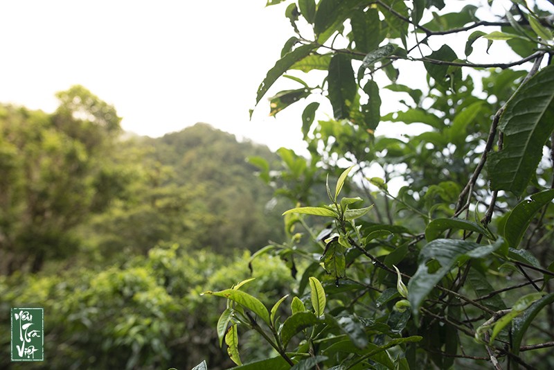 Tham quan rừng chè cổ tại Xã Cao Bồ, Huyện Vị Xuyên, Hà Giang