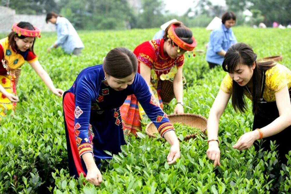 Công ty đã sản xuất được 12 dòng sản phẩm chè khác nhau để phục vụ đa dạng khách hàng như: Trà Long Vân, Tôm nõn Trà, Thiết bảo Trà, Trà tiến Vua…