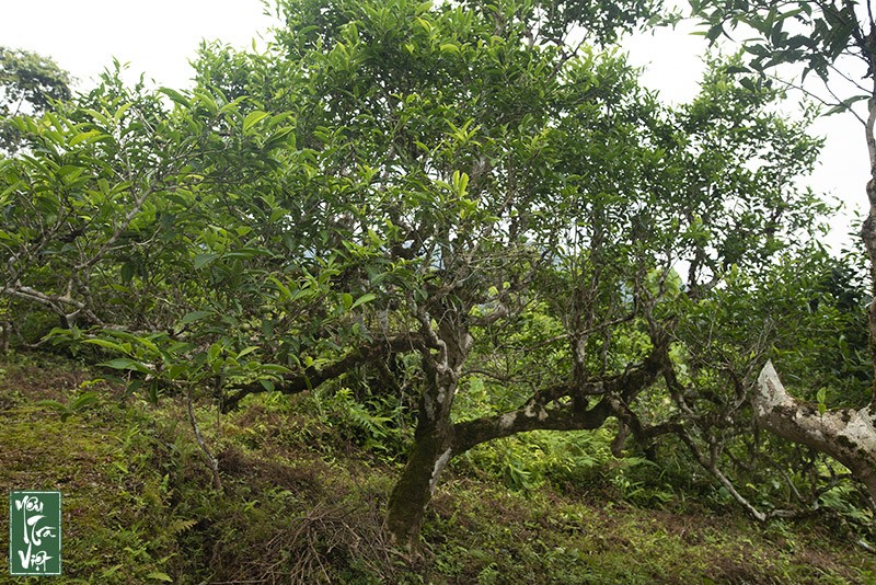 Trải nghiệm đồi chè Shan tuyết cổ thụ Xà Phìn