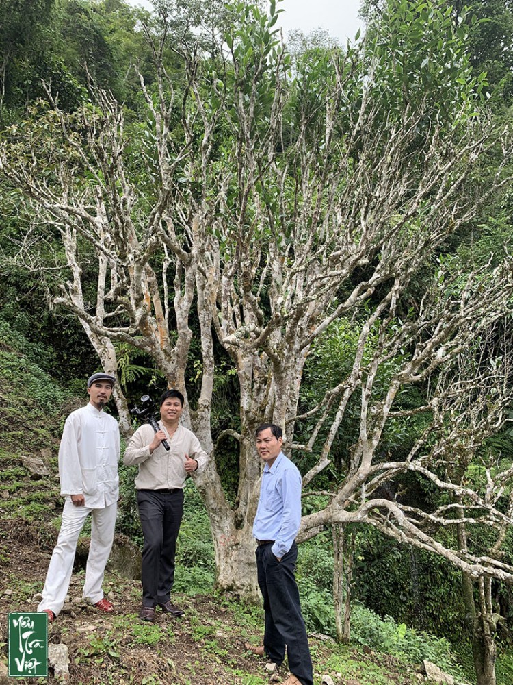 Tham quan cây chè di sản tại xã Tả Sử Choong