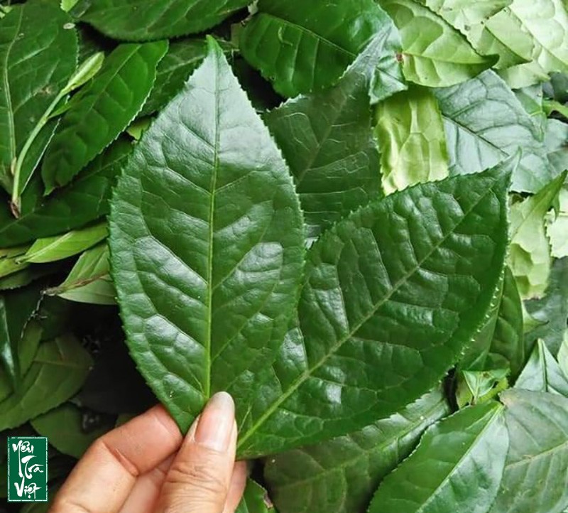 Lá chè có thể làm nguyên liệu cho nhiều món ăn vặt