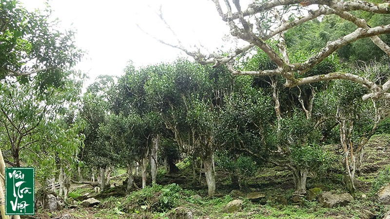 Trà cổ thụ Hoàng Su Phì