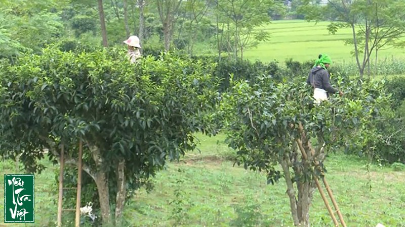 Trà cổ thụ Mường Do từng bước đưa bà con thoát nghèo