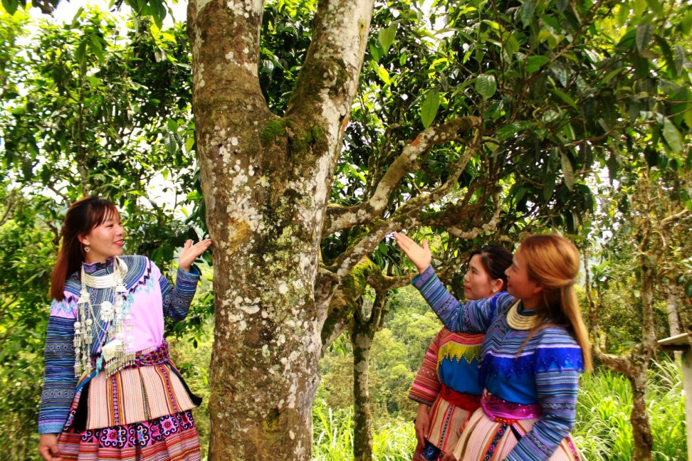 Ngoài sản phẩm chè hữu cơ Bản Liền đã được cấp chứng nhận đạt OCOP hạng 5 sao, mới đây, sản phẩm trà Shan tuyết cổ thụ cao nguyên trắng của Hợp tác xã Quang Tom, xã Tà Chả cũng được cấp chứng nhận OCOP 3 sao