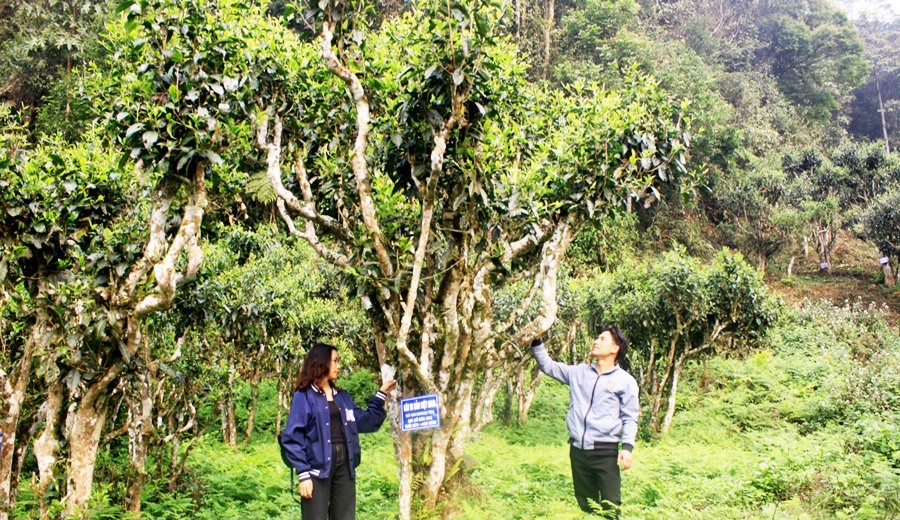 Những cây chè Shan tuyết cổ thụ hàng trăm năm tuổi cho hương vị rất đặc trưng.