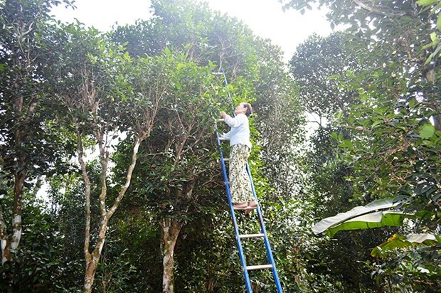 Bà Thoại thu hái lá chè từ những cây chè cổ thụ trong vườn của gia đình. (Nguồn: quangtritv.vn)