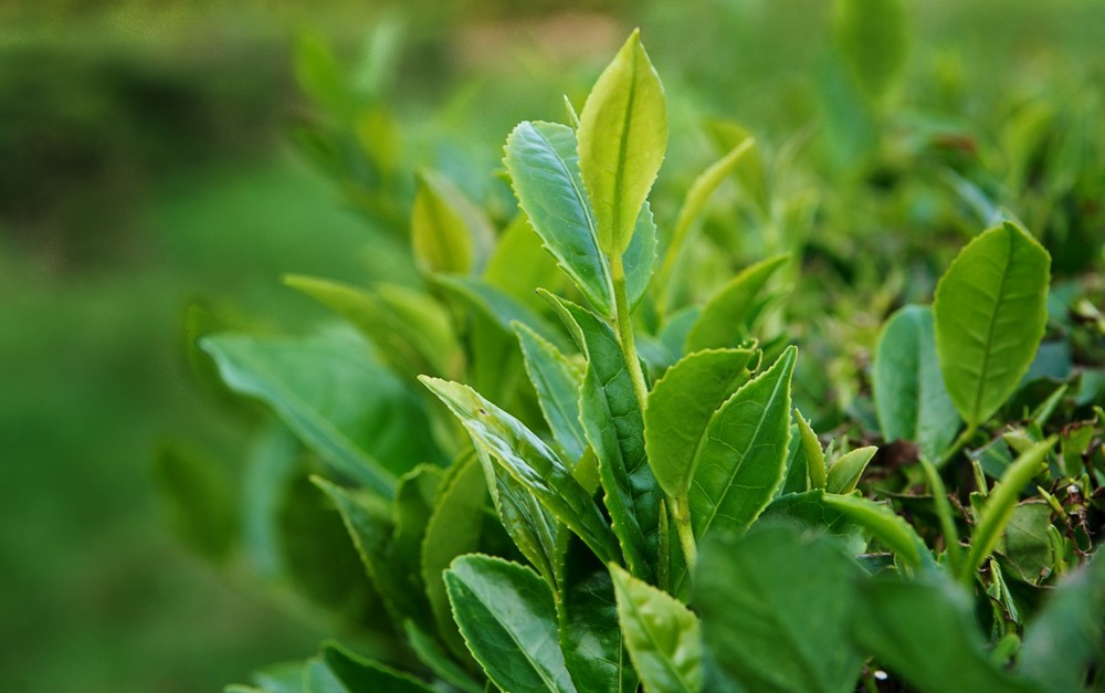 Hạt của Camellia Sinensis  và Camellia oleifera có thể được ép để sản xuất dầu trà, một loại gia vị và dầu ăn ngọt