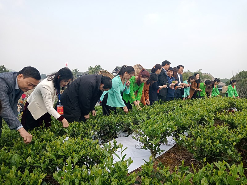 Cuộc thi hái chè nhanh được diễn ra tại lễ hội