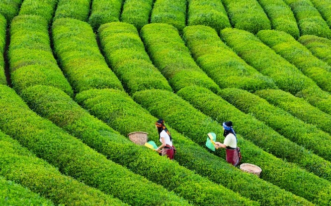 Những cánh đồng trồng chè ở thành phố Rize – nơi trồng chè lớn nhất và nổi tiếng nhất Thổ Nhĩ Kỳ. Ảnh: Getty Images