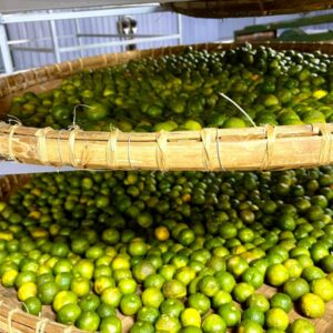 Trà Quýt Cổ Shanam Trà Quýt Cổ Shanam