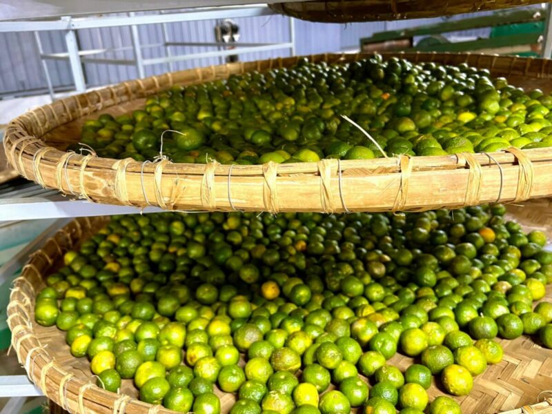 Trà Quýt Cổ Shanam Trà Quýt Cổ Shanam