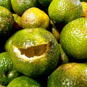 Trà Quýt Cổ Shanam Trà Quýt Cổ Shanam
