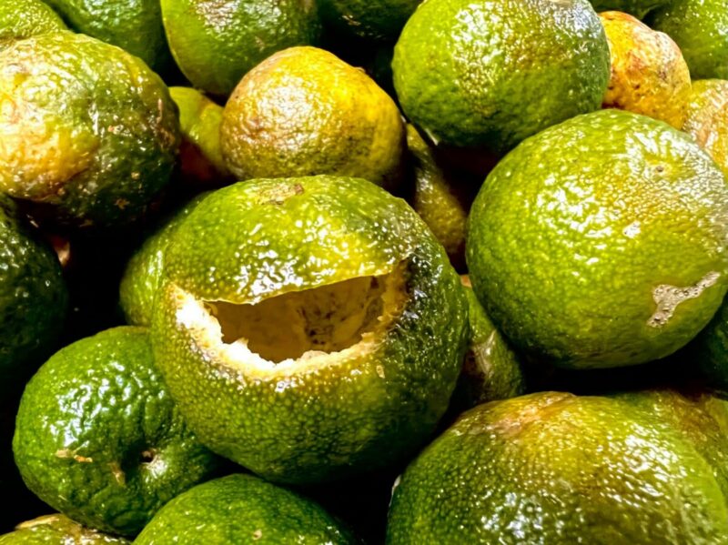 Trà Quýt Cổ Shanam Trà Quýt Cổ Shanam