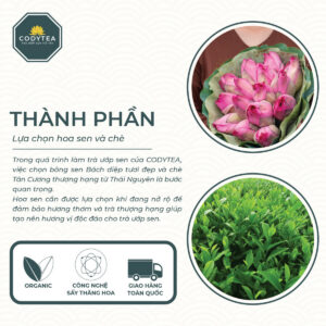 Hop truong tho Trà Ướp Sen Hồ Tây CodyTea (Đại Thọ)